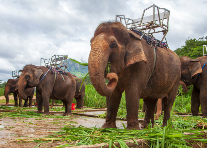 Elephant Farm